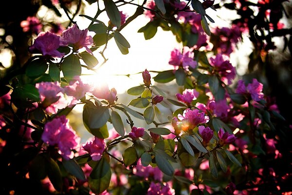 Pink flowers of trees in the bright sun