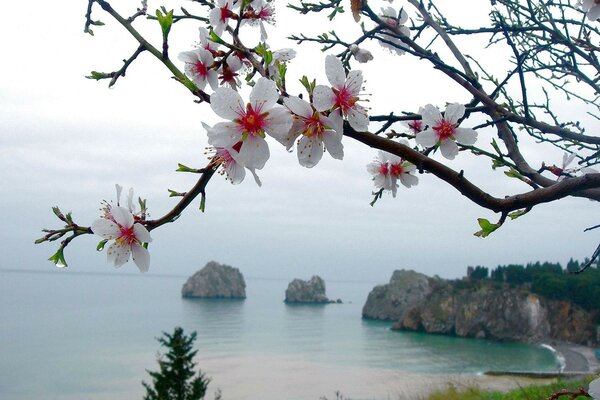 Flores da primavera na árvore