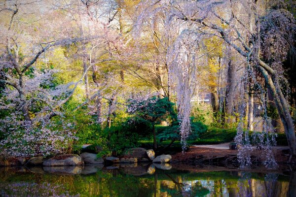 Foresta primaverile sopra il fiume