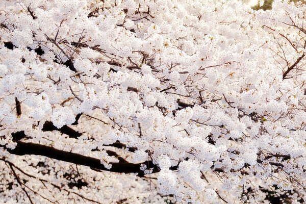 Die Bäume sind alle mit Blumen wie Schnee bedeckt