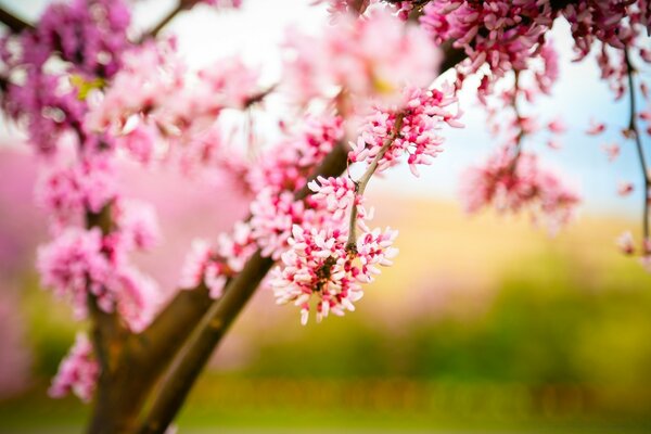 Albero in fiore nel nostro parco