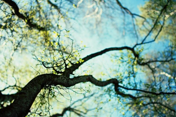 A tree branch from an interesting angle