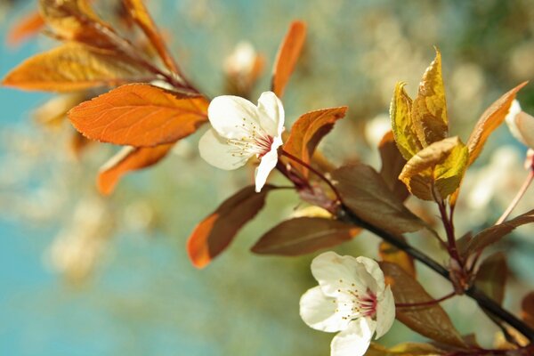 Flor branca desabrochou na primavera