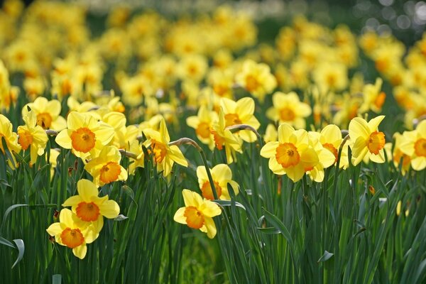 Uma clareira inteira de narcisos floridos