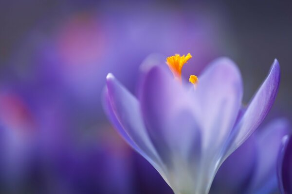 Crocus with a bright yellow middle