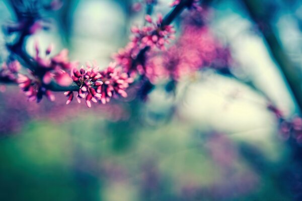 KNOSPEN BLÜHEN IM FRÜHLING AM BAUM