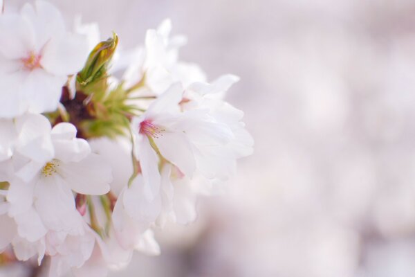 Die Blüten sind weiß. Natur und Schönheit