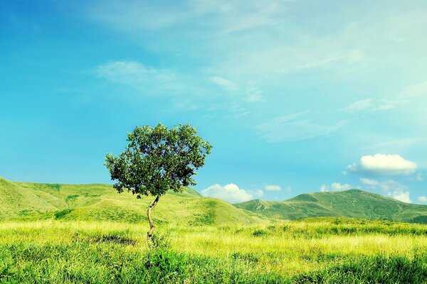 Paisagem de verão com grama e montanhas