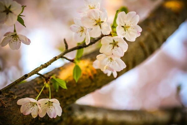 Apple blossoms in spring on a tree