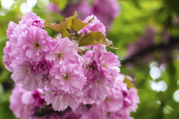 In spring, flowers bloom in the garden