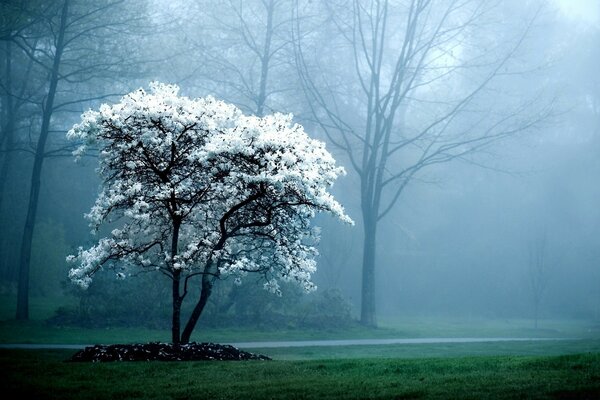 Weiß blühender Baum im Nebel