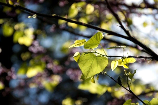 In spring, the trees bloom inflorescences