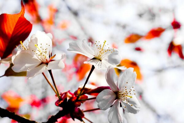 Floreciente rama de árbol de primavera