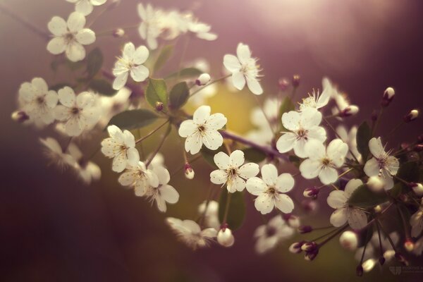 Flor de cerezo, naturaleza otoñal