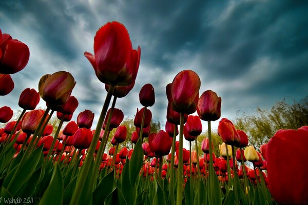 Tulpenfeld Ansicht von unten. Himmel