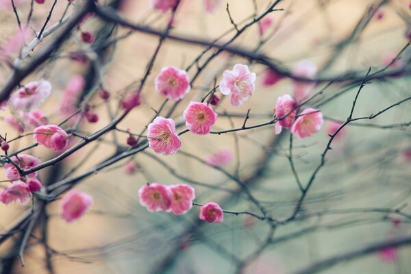 Spring flowering tree branches