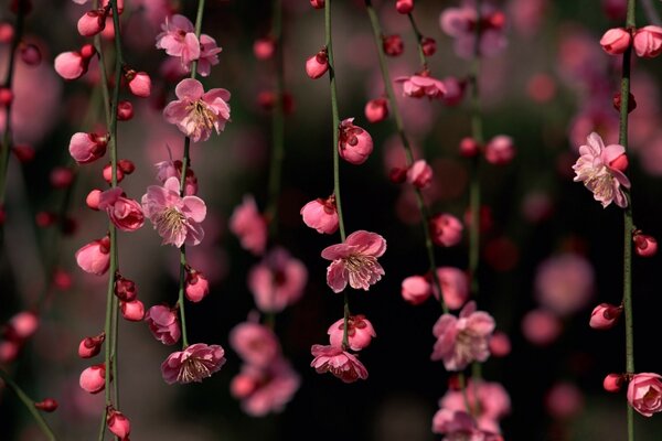 热带丛林中的紫色开花藤蔓