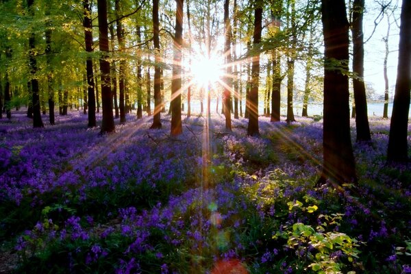 El sol brilla a través de los troncos de los árboles en las flores