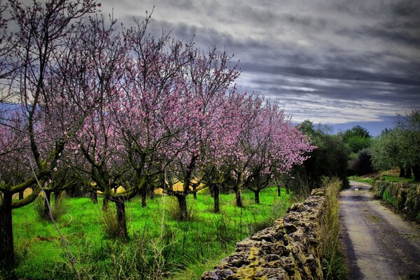 The road leading along the blooming garden