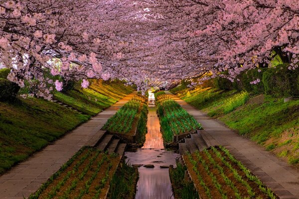 Arch of flowering tree branches