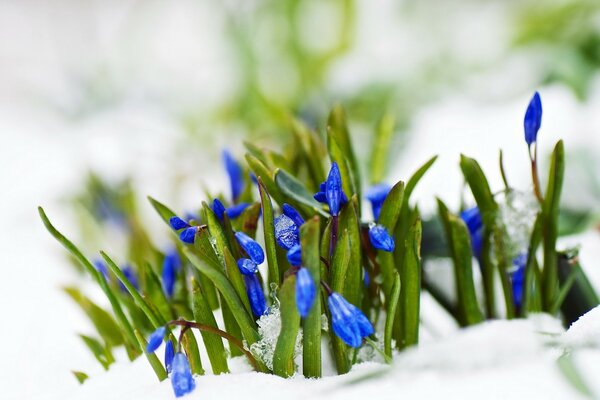 Printemps fleurs bleu neige macro