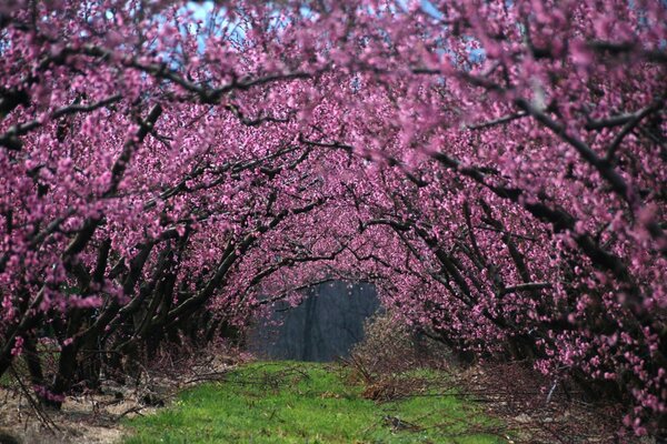 The path under the cherry blossom trees