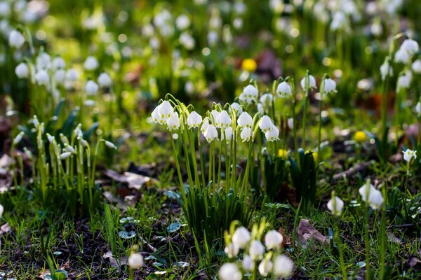 The awakening of spring, flowers, grass