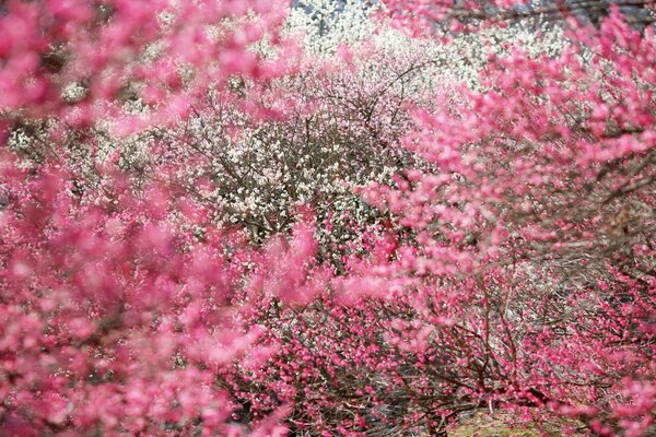 Alte und rosa Blüten blühen auf Sträuchern