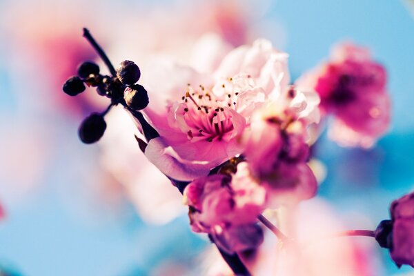 Aquarell-Foto von Blumen und Beeren