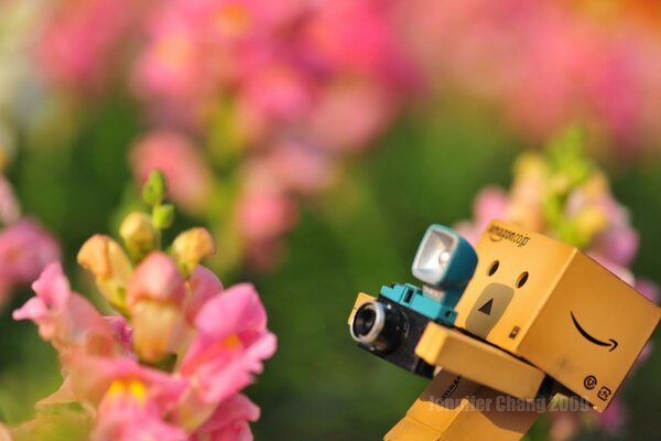 L homme des boîtes prend des photos de fleurs