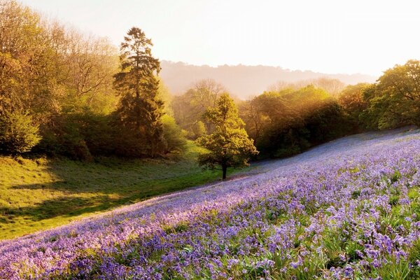 Spring blooming landscape at sunset