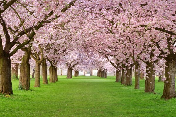 Avenida com árvores floridas cor-de-rosa