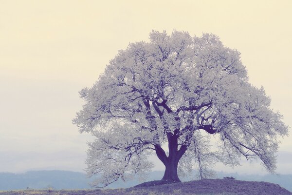 La corona dell albero è ricoperta di inio