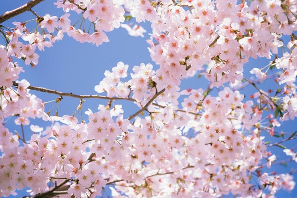 Sakura nın doğasının bahar güzelliği