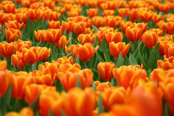 HELLE TULPEN IM SOMMER AUF DEM FELD