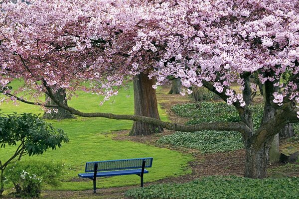 Cherry blossoms in the spring garden