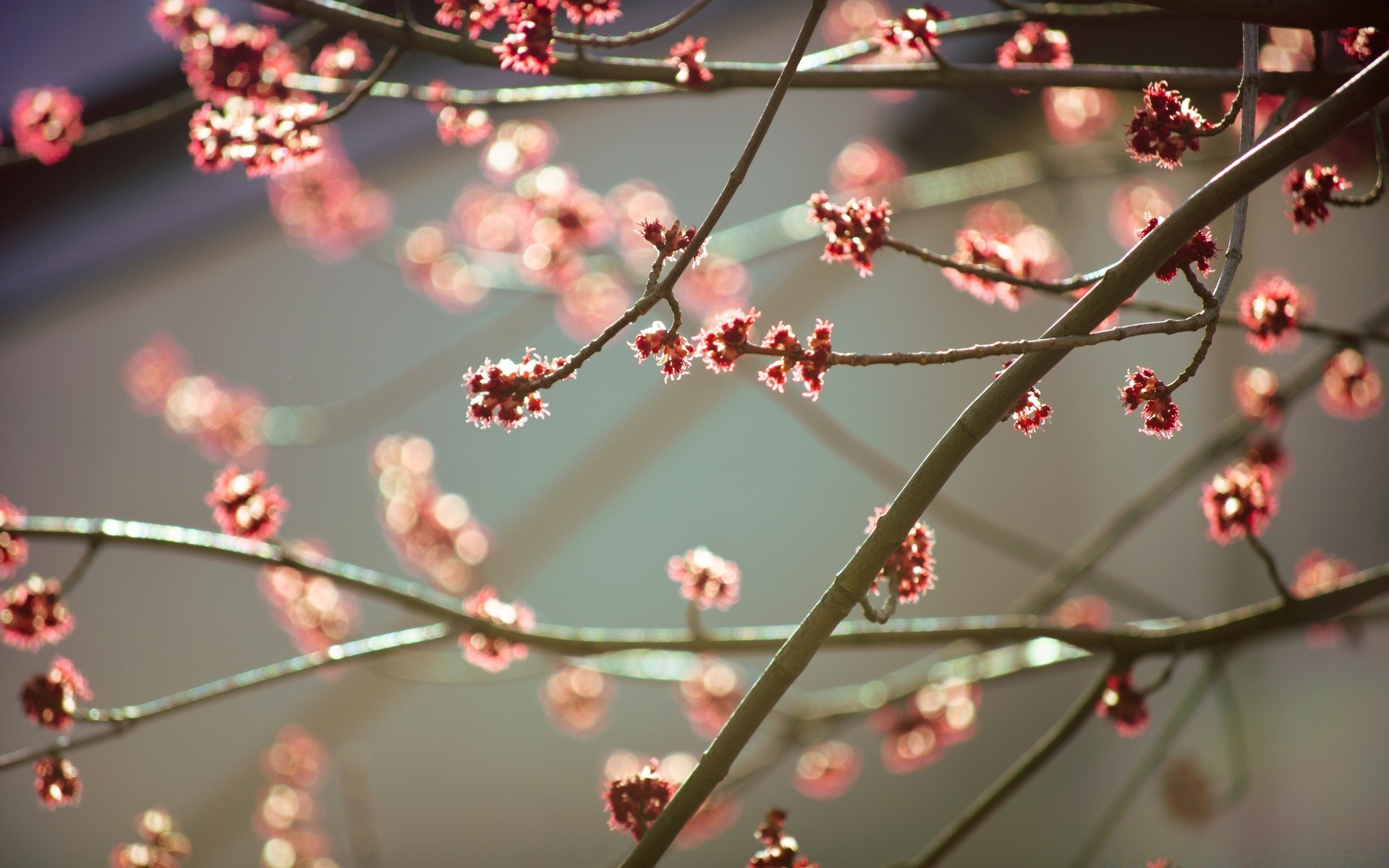 春天 树枝 花 樱桃 冬天 树 自然 植物 装饰 季节