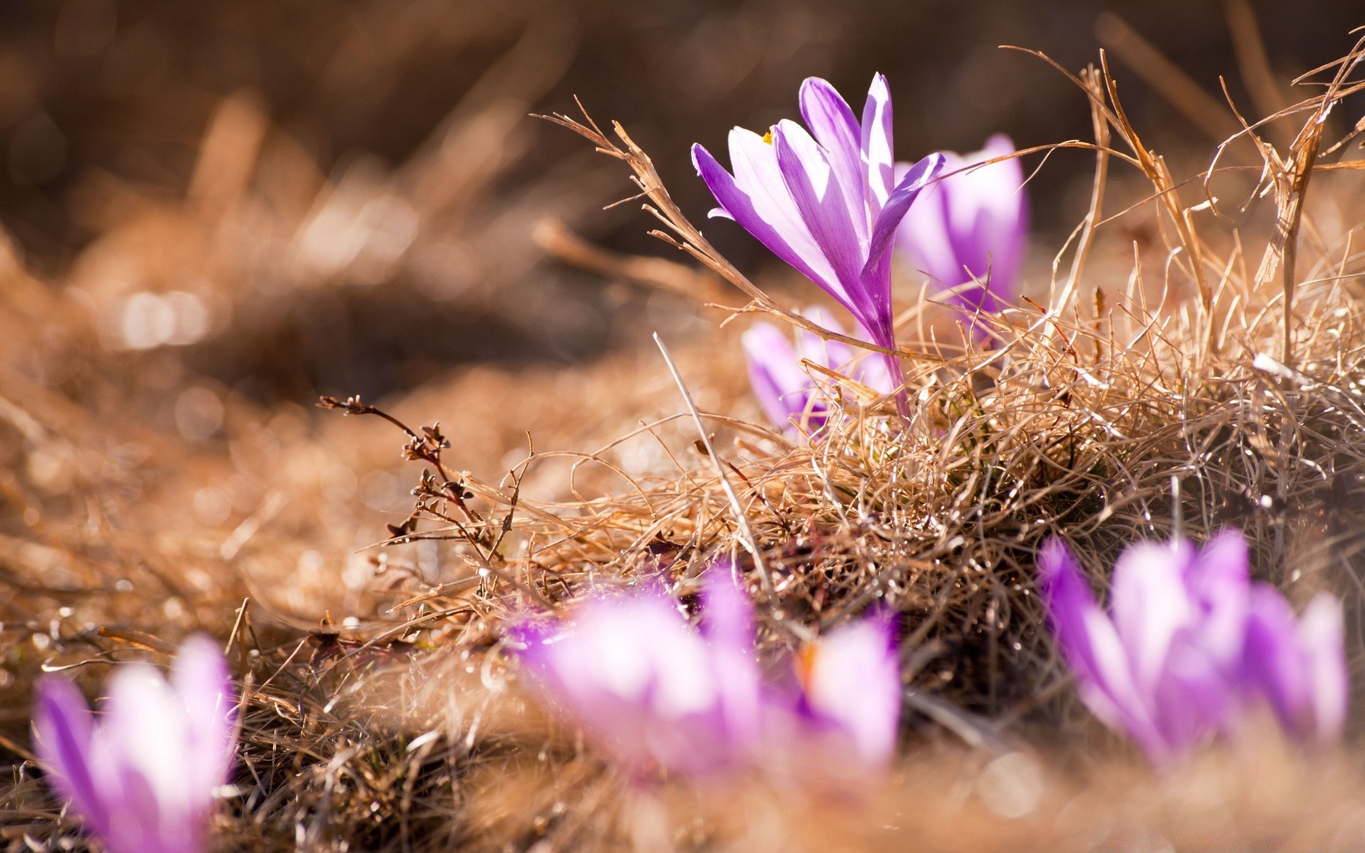 frühling blume natur flora kaktus garten gras blühen sommer blatt schließen im freien sonne blumen farbe gutes wetter feld licht schön blütenblatt