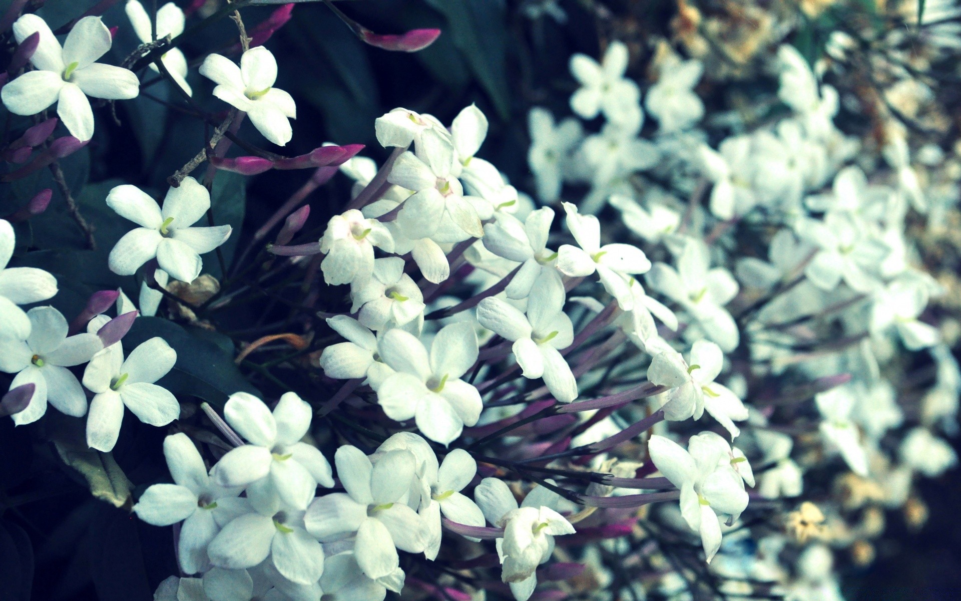 bahar çiçek doğa flora çiçek açan bahçe çiçek petal yaprak yakın çekim yaz güzel renk sezon park büyüme dekorasyon parlak