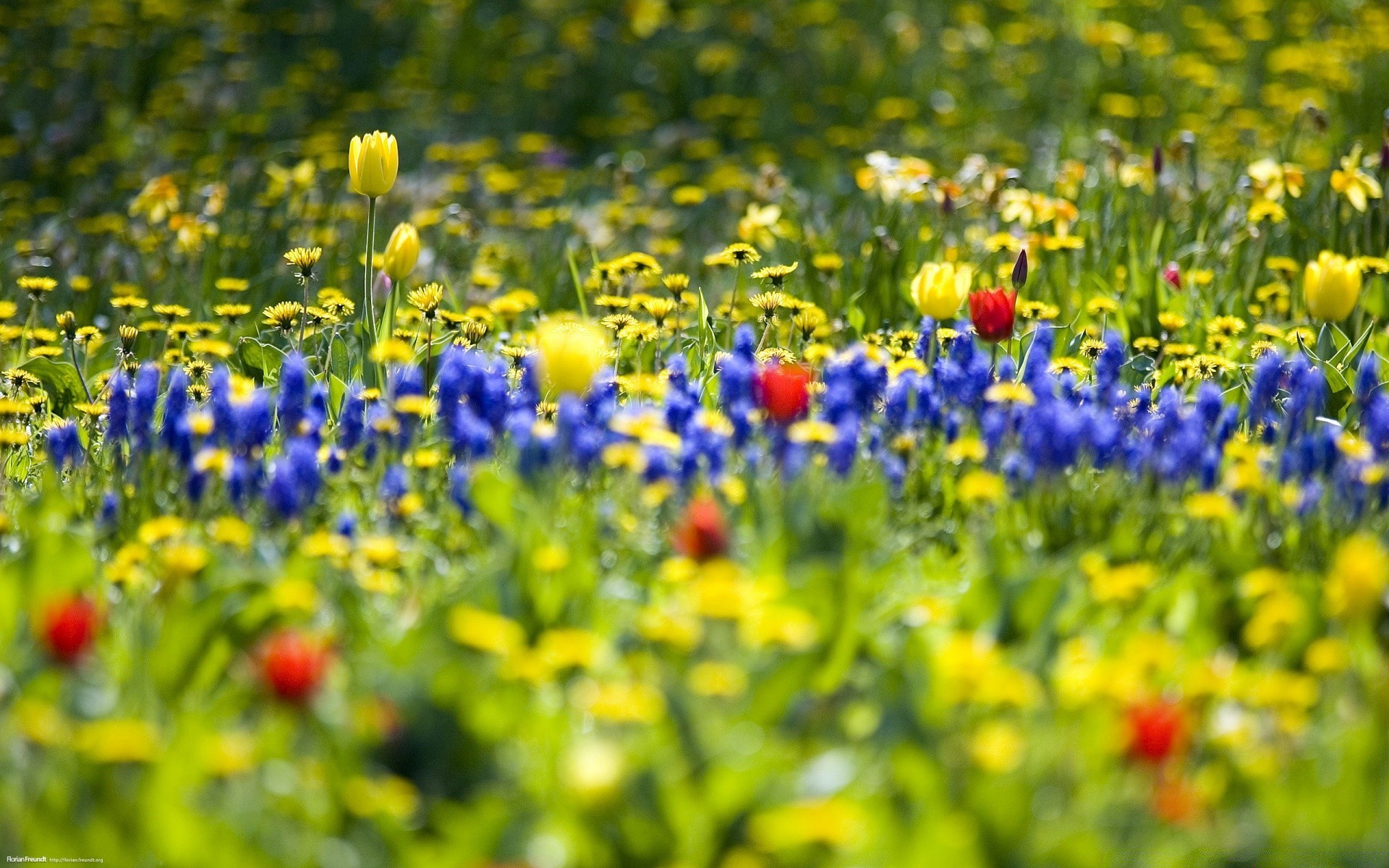 primavera fiore campo erba natura fieno floreale flora estate giardino rurale foglia fioritura all aperto stagione luminoso crescita petalo bel tempo colore