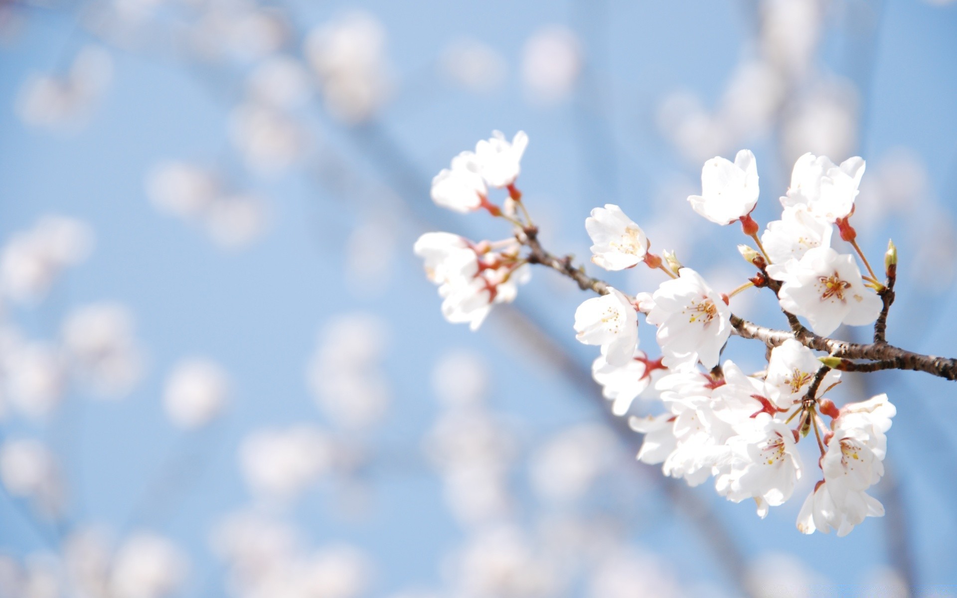 primavera natureza flor cereja bom tempo ramo ao ar livre árvore céu azul inverno brilhante borrão folha flora dof maçã crescimento sol suave verão