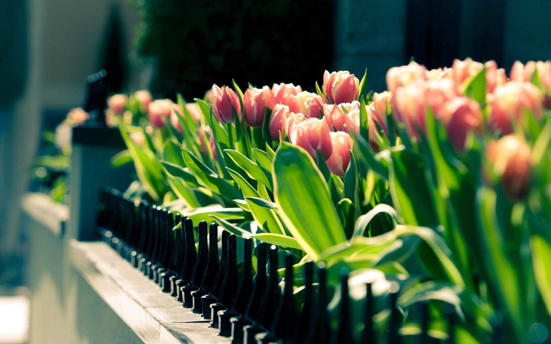 primavera tulipano natura fiore flora foglia giardino luminoso