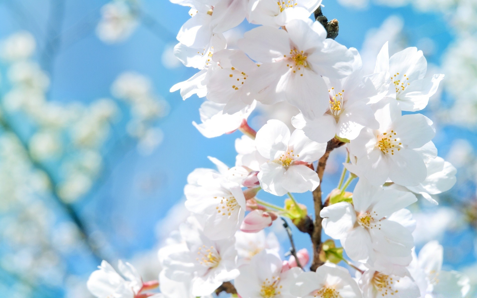 spring cherry nature flower branch flora season tree growth garden fair weather petal bright leaf blooming summer bud delicate outdoors springtime