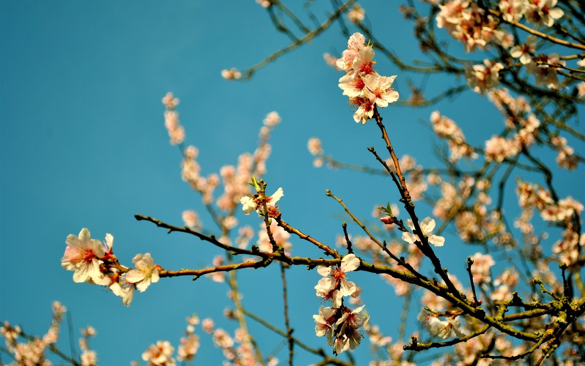 spring branch tree flower nature cherry outdoors flora season bud growth apple leaf blur fair weather plum apricot delicate bright close-up