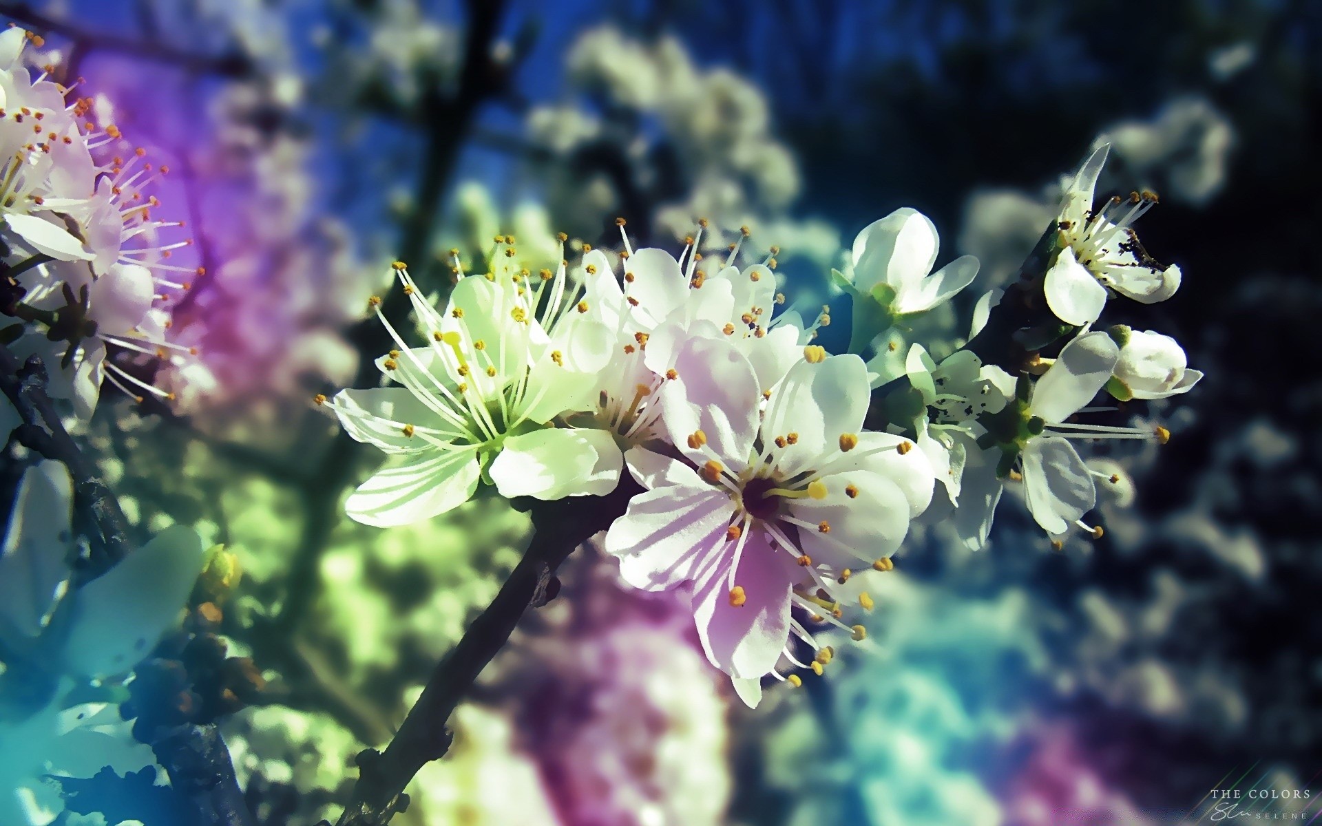 primavera fiore natura flora fiore giardino petalo all aperto floreale foglia colore estate bella crescita albero buddy apple stagione