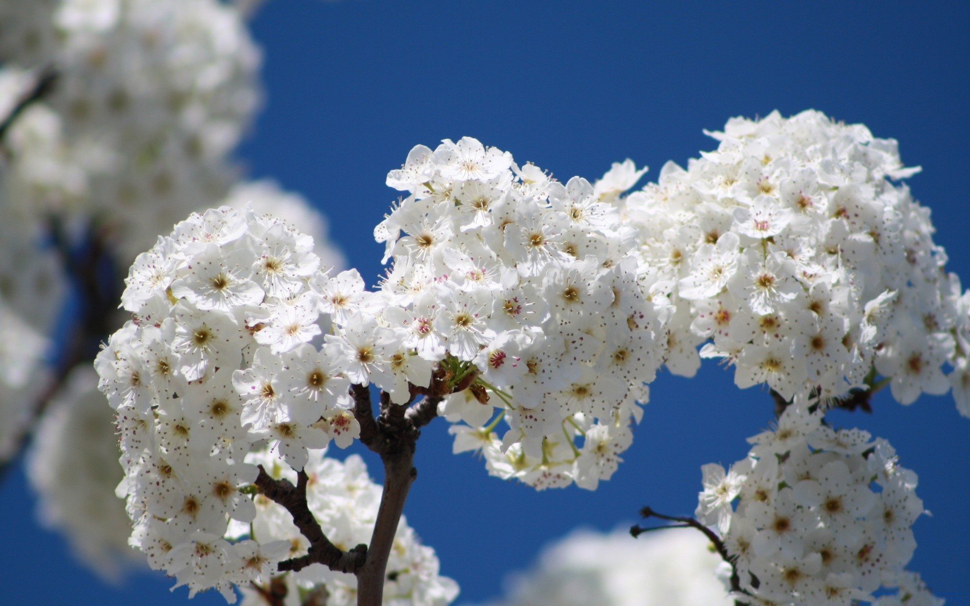 frühling blume kirsche zweig baum natur flora saison blühen blütenblatt blatt kumpel wachstum frühling apfel im freien blumen- hell garten frische