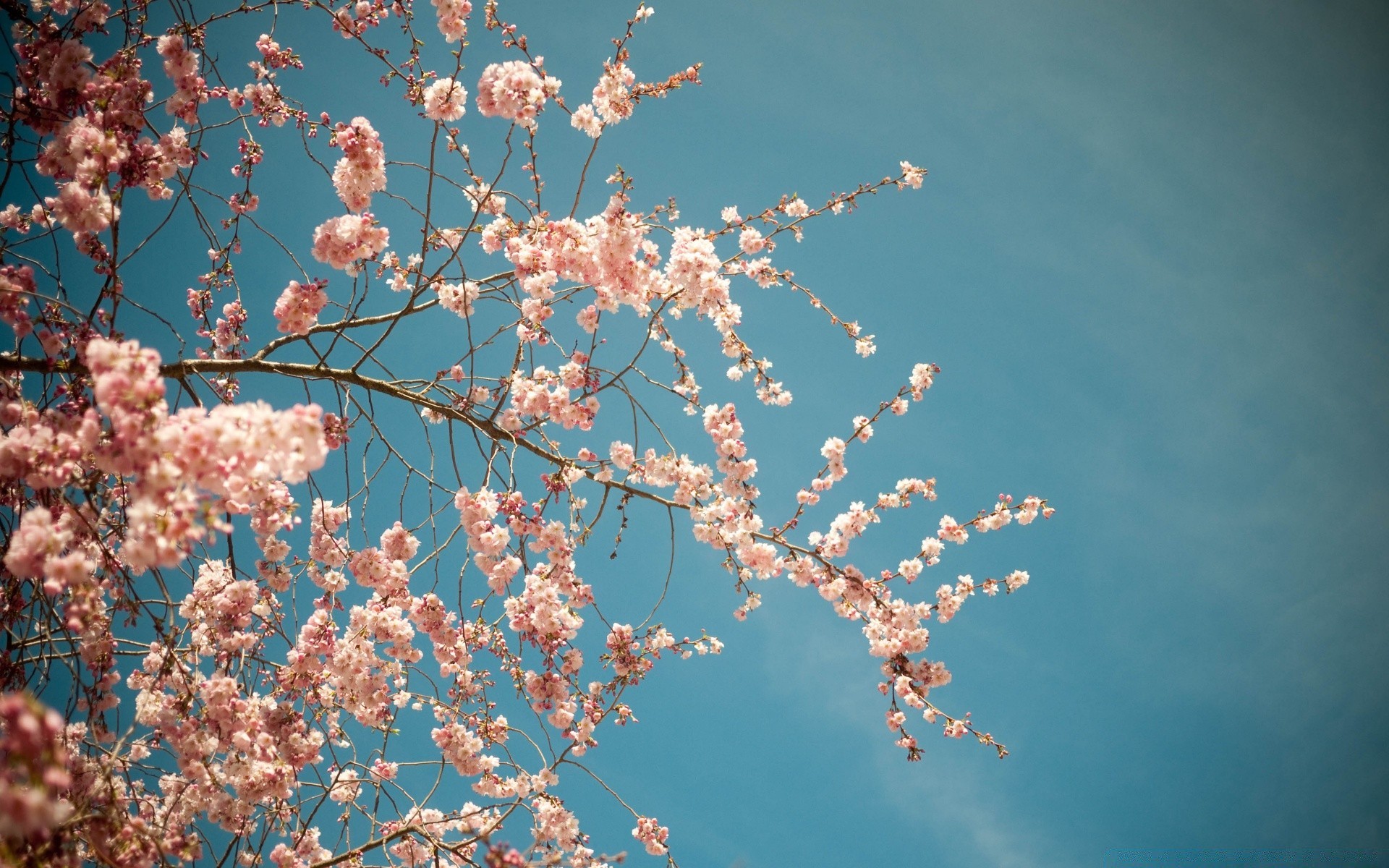 frühling kirsche blume zweig baum saison natur flora kumpel blatt hell im freien desktop