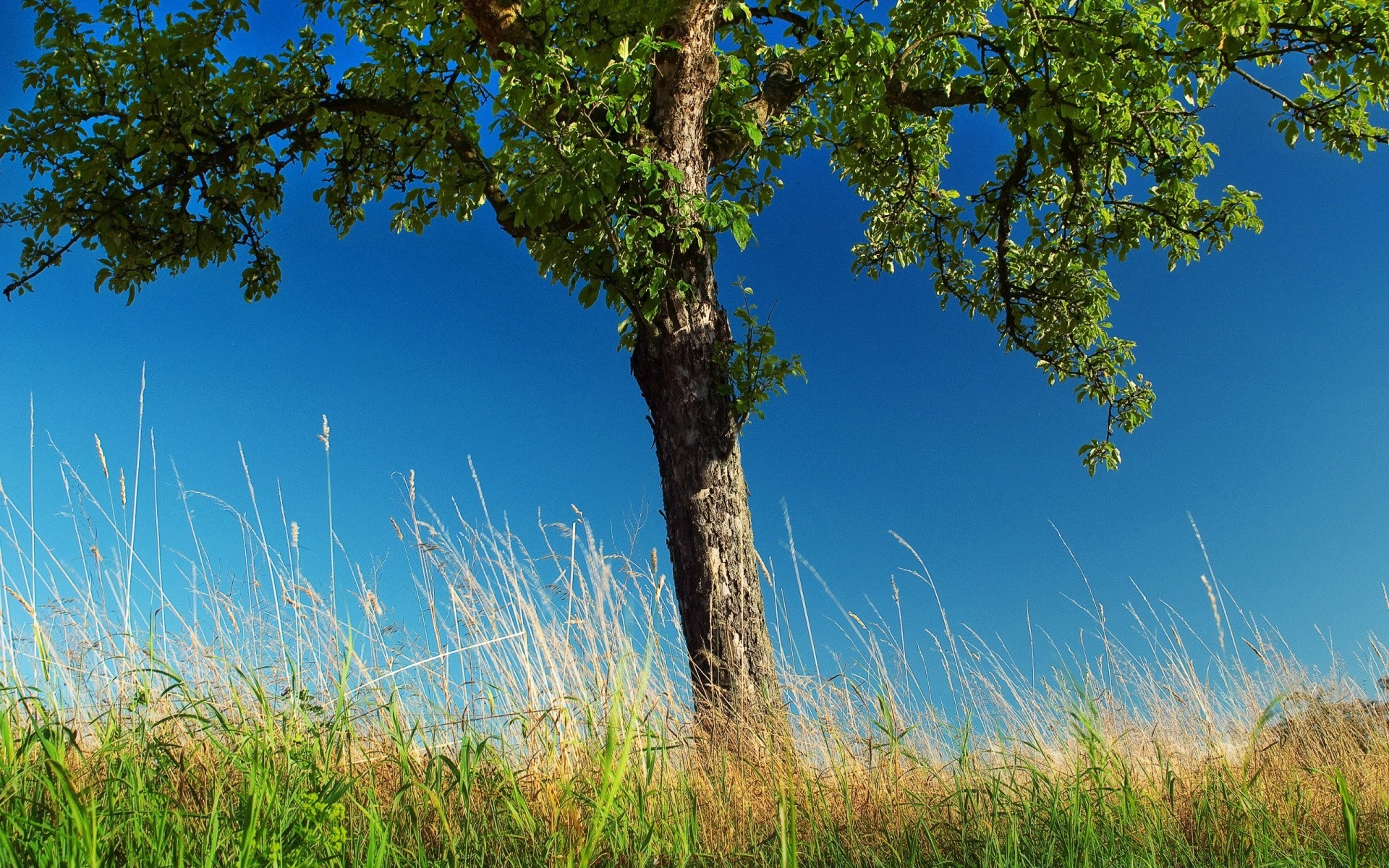 spring nature tree summer outdoors grass sky landscape growth rural fair weather wood leaf countryside sun flora environment field