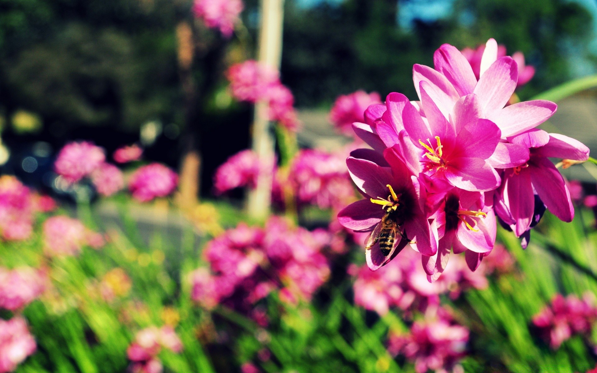 spring flower nature garden flora summer leaf blooming floral petal park color growth bright grass fair weather outdoors tulip season field