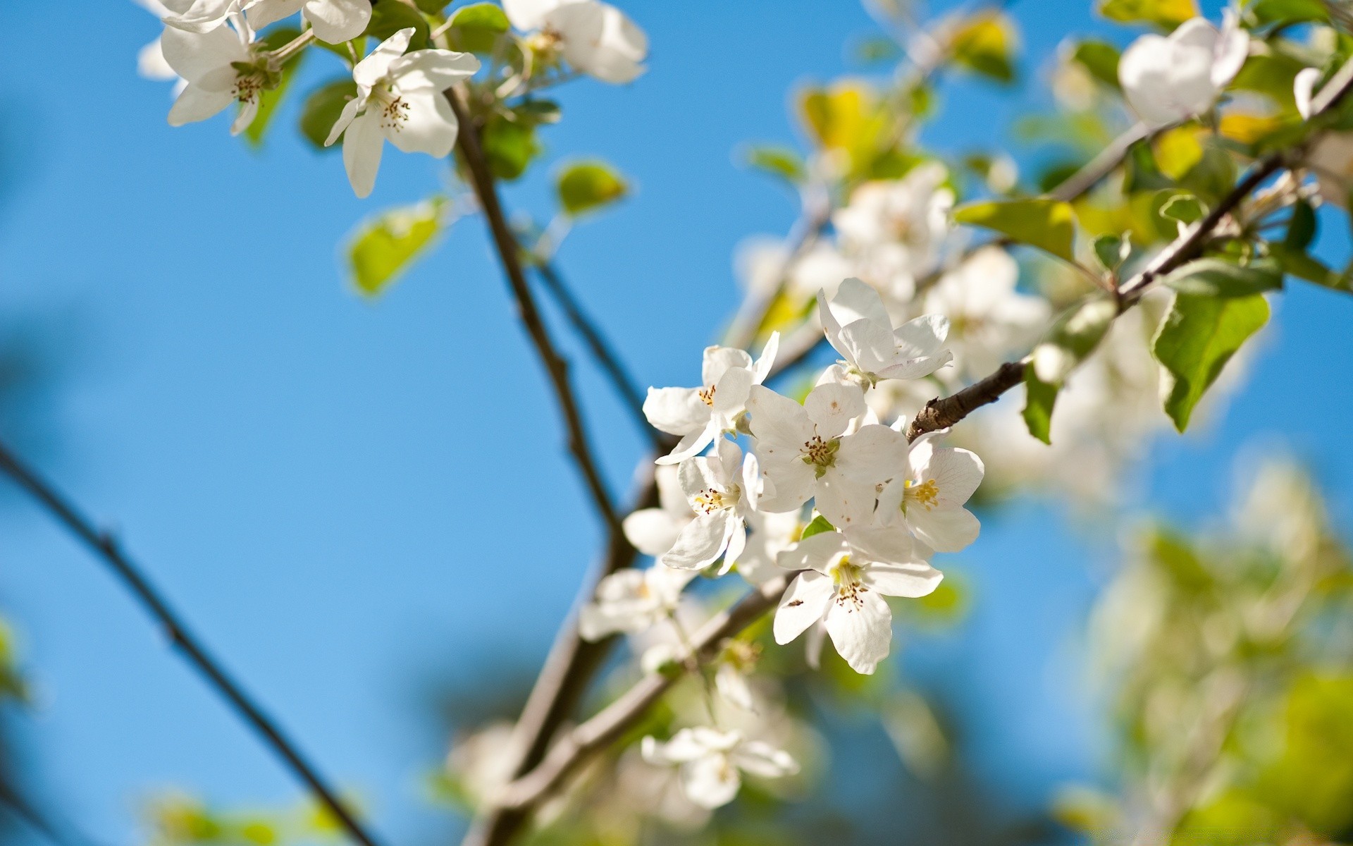 primavera flor árbol naturaleza rama flora manzana cereza jardín hoja floración temporada pétalo crecimiento amigo primer plano buen tiempo floral al aire libre verano